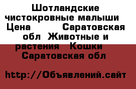 Шотландские чистокровные малыши › Цена ­ 700 - Саратовская обл. Животные и растения » Кошки   . Саратовская обл.